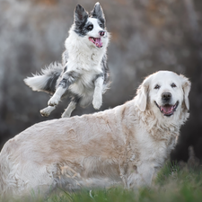 Golden Retriever, jump, Dogs, Border Collie, Two cars