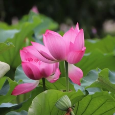 Two cars, lotuses, Leaf, Flowers