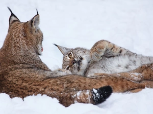 lynx, winter, Two cars