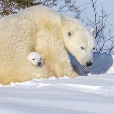 snow, winter, Polar Bears, little bear, Two cars