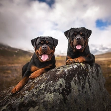 Two cars, Rottweilers, Stone, Dogs