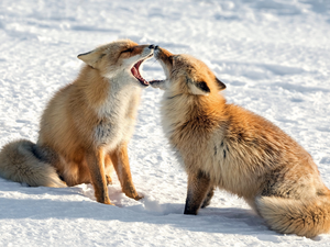Two cars, snow, winter, fox
