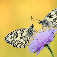 Colourfull Flowers, stalk, butterflies, marbled chessboard, Two cars