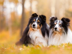 Leaf, grass, Two cars, Shetland Sheepdogs, Dogs