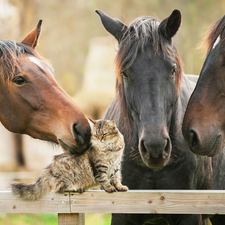 cat, Three, bloodstock