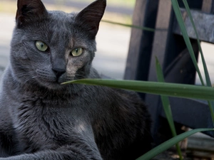 cat, Russian Blue
