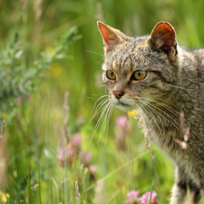 dun, grass, Plants, cat