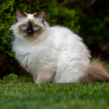 Burmese Cat, Eyes, grass, Blue