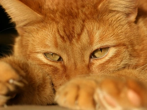 ginger, British Shorthair Cat