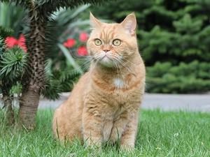 ginger, British Shorthair Cat