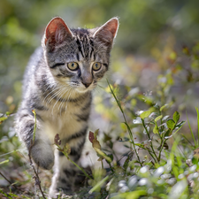 Gray, Meadow, grass, cat