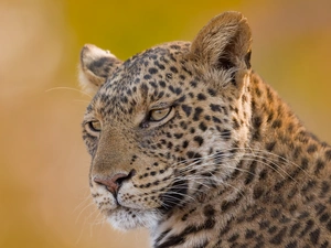 Head, Leopards, Tiger-cat