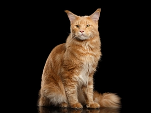 Maine Coon, ginger, cat