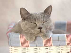 sleepy, wicker, basket, cat