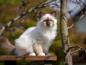 trees, cat, Burmese Cat
