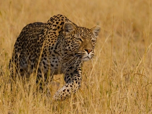 wild, Leopards, grass, cat