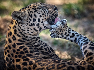 wild, Leopards, hygiene, cat