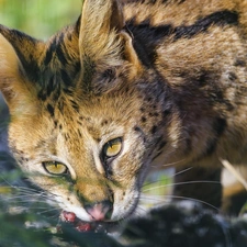 wild, Serval, rapprochement, cat