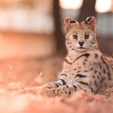 wild, lying, Serval, cat