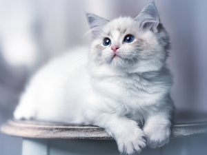 white and gray, cat, Ragdoll, young