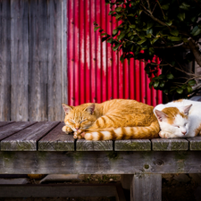 cats, lying, Red-white, Sleeping, Two cars, ginger, boarding