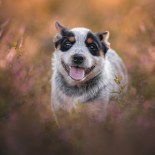 Australian cattle dog, dog, Puppy