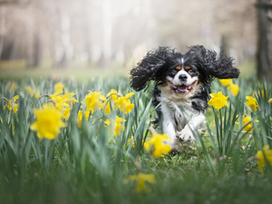 dog, Flowers, Jonquil, Cavalier King Charles spaniel