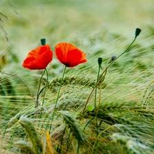 papavers, cereals