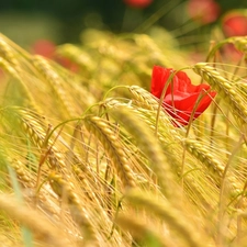 red weed, Ears, cereals