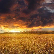 west, clouds, cereals, sun