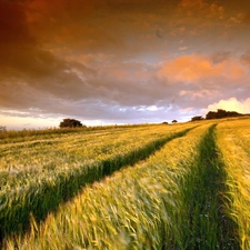 west, field, cereals, sun