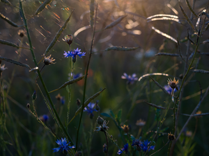 Chaber, Flowers, Plants