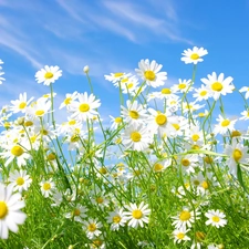 blue, Flowers, chamomile, Sky