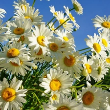 Flowers, chamomile