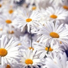 Flowers, chamomile