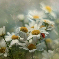 Corn Chamomile, Flowers, Insect, ladybird