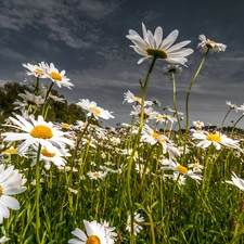 Flowers, daisy