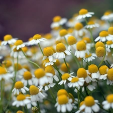 Chamomile Common, Meadow