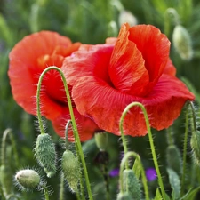 chamomile, Red, papavers