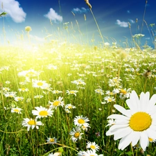 rays, Meadow, chamomile, sun