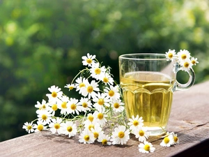 chamomile, cup, Teas