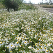 chamomile, Meadow, tracts