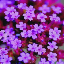 Flowers, Verbena garden, change