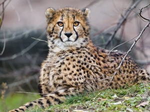 Cheetah, branch pics