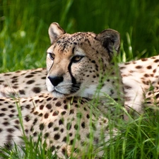 resting, Cheetah