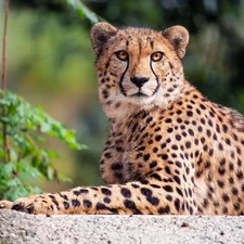 The look, lying, Cheetah