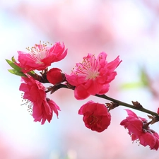 cherry, Flowers, trees, fruit, twig