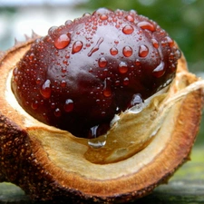 fruit, chestnut