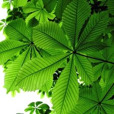 leaf, chestnut