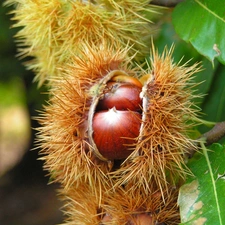 edible, chestnuts